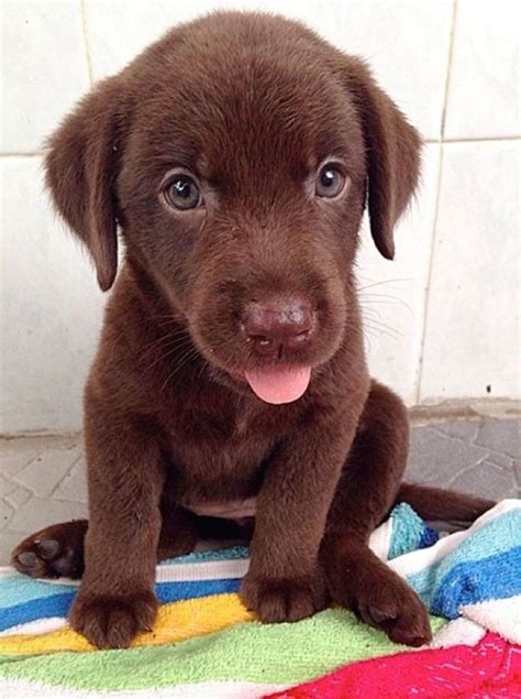 The 92 Best Brown Dog Names For 2019 Labrador Puppy Cute Dogs And