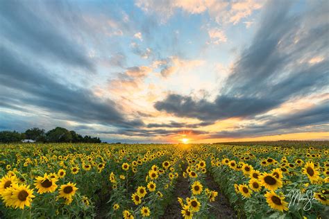 Best Kansas Sunflower Fields: 2021 Edition - Mickey Shannon Photography