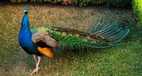 What Is The Difference Between Peacocks And Peahens Untamedanimals