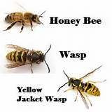 Images of Yellow Jacket Wasp Sting