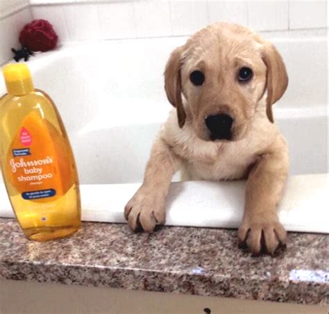 10 Dogs Who Felt Betrayed At Bath Time