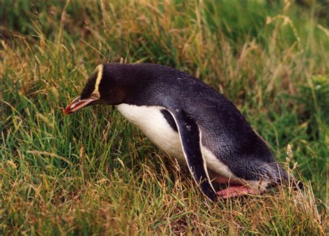 I mean, what's not to love about penguins? World All Animals: Yellow-eyed Penguin