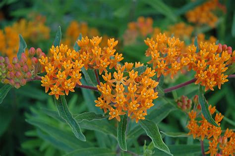 Gay Butterflies Butterfly Weed Asclepias Tuberosa Gay