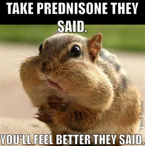 Funny Chipmunk Quotes Shortquotescc