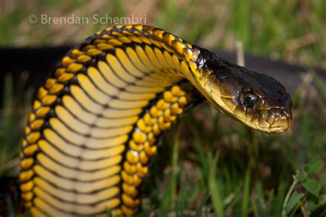 Western Tiger Snake Notechis Scutatus By Brendan Schembri Via Flickr