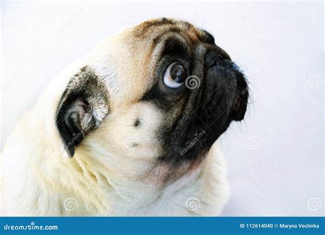 Portrait Of A Cute Pug Dog With Big Sad Eyes And A Questioning Look On