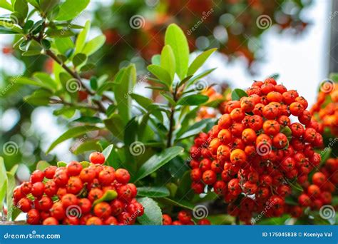 Pyracantha Bush With Bright Orange Berries On The Sea Coast A