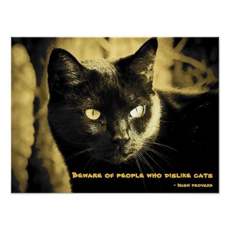 Black Cat Superstition Ireland Funny Cats