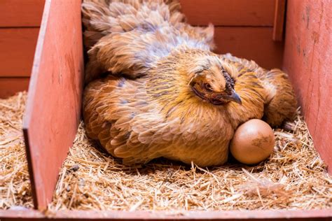 Raising Chickens — From Hatching Eggs To Laying Hens Sunny Simple Living