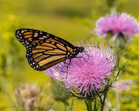 What Is A Monarchs Favorite Nectar Plant Scientists Are Seeking Your