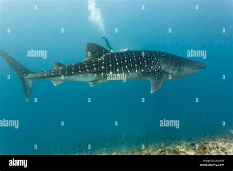 Whale Shark Side View