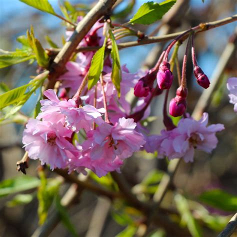 Pink Weeping Flowering Cherry Trees For Sale