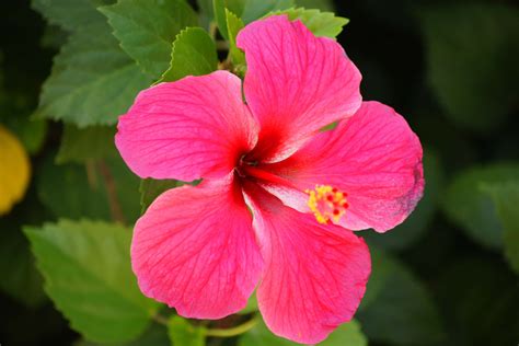 Hawaiian Flowers Tropical Flowers