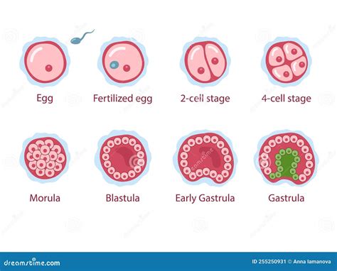 Fases De Segmentação De Um óvulo Fertilizado Ilustração Do Vetor