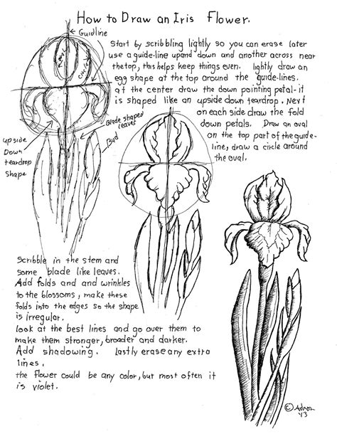 Dutch iris and bearded iris are probably the most favorite iris for using in bouquets. How to Draw Worksheets for The Young Artist: How to Draw ...