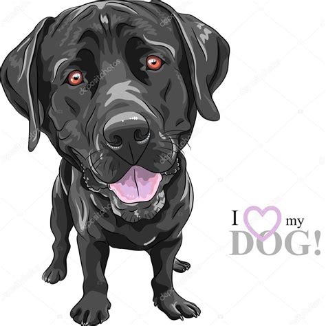 Vector Funny Cartoon Black Dog Breed Labrador Retriever Stock Vector