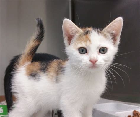 We put her with a mother kitty and her kittens and she was readily accepted into the group. Adopt CALICO KITTEN (cc#6687) on | Kittens, Animal welfare ...
