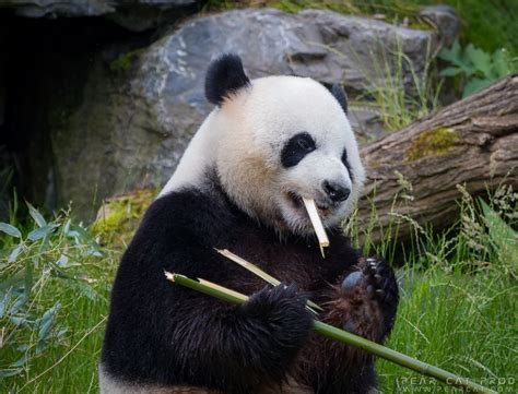 Panda géant La faune de Pairi Daiza