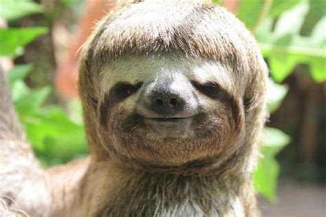 The bowl cut is making a veritable comeback! Bowl cut, A sloth and Sloths on Pinterest