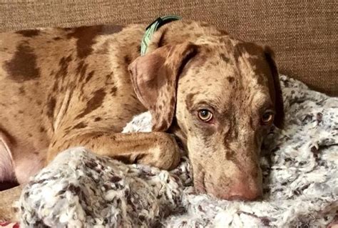 With more neighborhood insights than any other real estate website, we've captured the color and diversity of communities. Bella Catahoula Leopard Dog Young - Adoption, Rescue ...