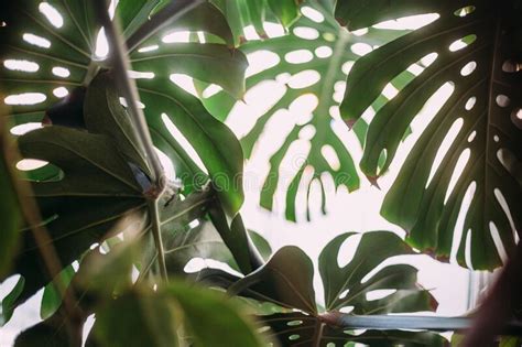Monstera Green Leaves Or Monstera Deliciosa Background Or Green Leafy