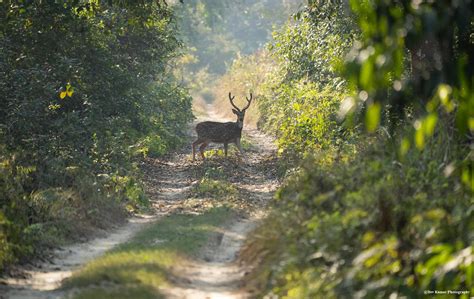 A Spotted Deer At Chitwan National Park Nepal Rnepalpics