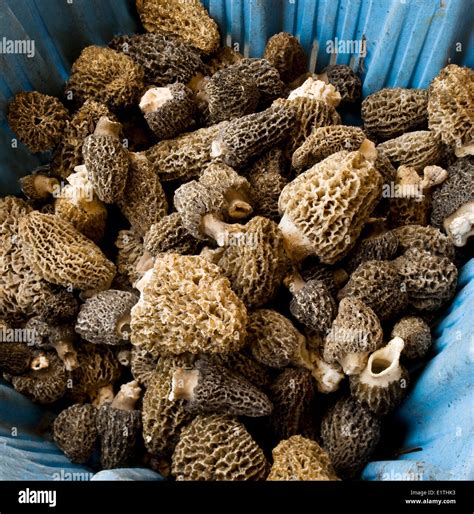 edible mushrooms morels Morchella sp. ready for sale, mushroom picking after fire in Chilcotin ...