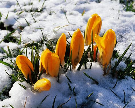 Crocus Wallpapers Pictures Images