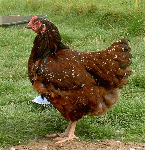 20 Amazing Rare Chicken Breeds With Special Characteristics The Poultry Guide