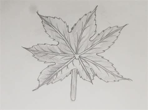 How To Draw Or Sketch Maple Tree Leaf 4 Richa Art Club