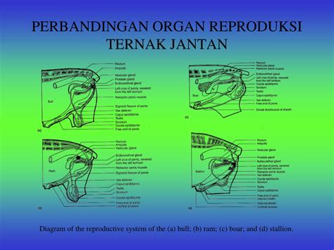 Ppt Anatomi Dan Fisi Ologi Reproduksi Ternak Oleh Nurul Isnaini The