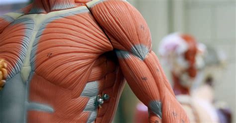 The muscular system is an organ system consisting of skeletal, smooth and cardiac muscles. 11 functions of the muscular system: Diagrams, facts, and ...