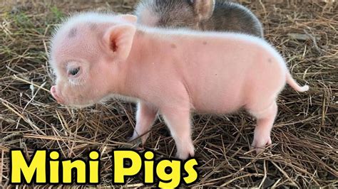 Cute Mini Pigs As Pets 9 Cutest Facts About Teacup Pigs For Kids