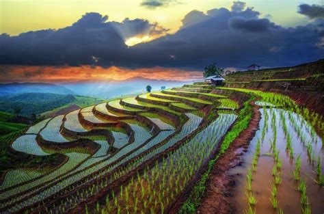 Find cheap flights from bangkok to chiang mai on trip.com and save up to 55%. Rice Terraces In Chiang Mai ☼ ☀ http://www.ihbangkok.com ...