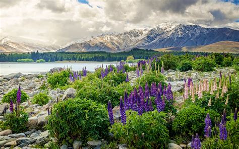 Download Wallpapers New Zealand 4k Mountains Lupins Lake Beautiful