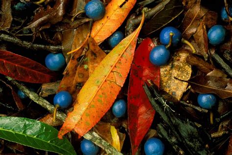 Blue Quandong Currumbin Bing Wallpaper Download