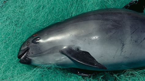 Update After Death Of Captured Vaquita Conservationists Call Off