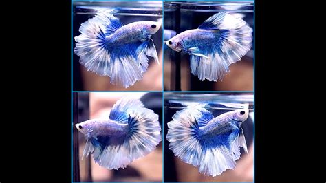 Live Betta Fish Blue Butterfly Rosetail Hm Male Youtube