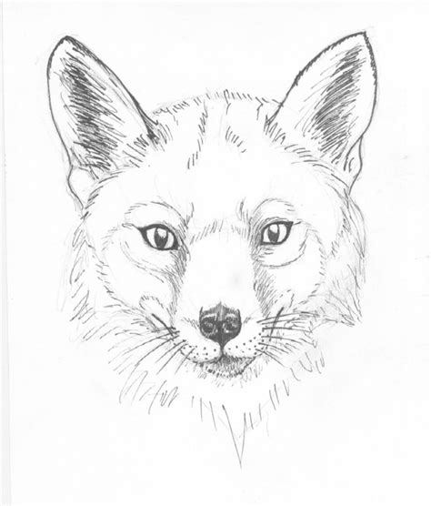 Голова лисы рисунок Как нарисовать голову лисы карандашами поэтапно
