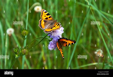 Two Butterflies On A Flower Stock Photo Alamy