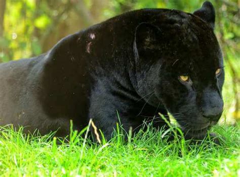 √ 21 Fun Facts About Black Panther The Animal Interesting