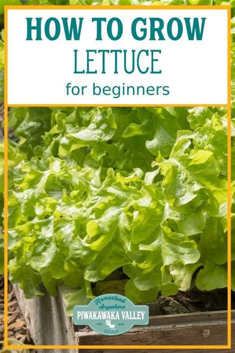 A Beginners Guide For Growing Lettuce In Your Garden Growing Lettuce