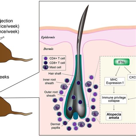 Development Of Alopecia Areata Induced By Ifn And Poly I C In C3h Hej Download Scientific