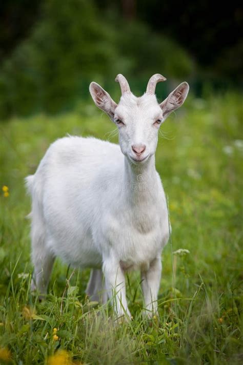 Cute Young White Goat Stock Image Image Of Domestic 42079831
