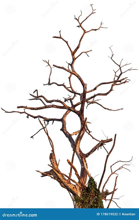 Isolated Dead Tree Branches Stock Photo Image Of Grow Isolated