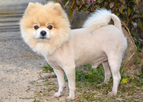 Pomeranian Haircuts And The Pomeranian Lion Cut