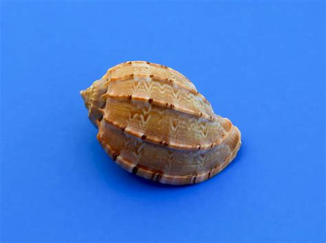 Hd Wallpaper Snail Molluscum Marine Sea Shells Sea Snail Marine