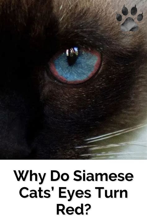 When Siamese Cats Eyes Turn Red Its Usually A Sign That They Are