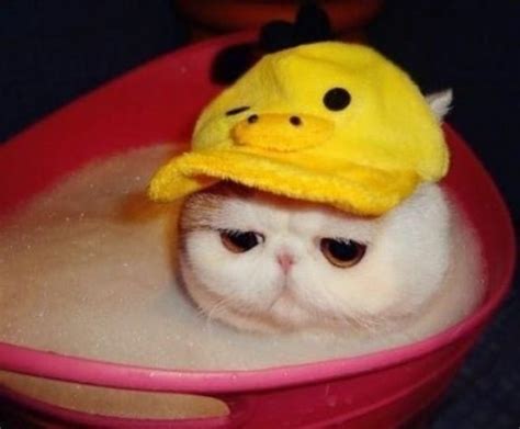 Duck Hat Cat Cute Cats In Hats