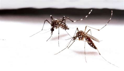 Pesticide Free Clothing Prevents 100 Of Mosquito Bites Futurity